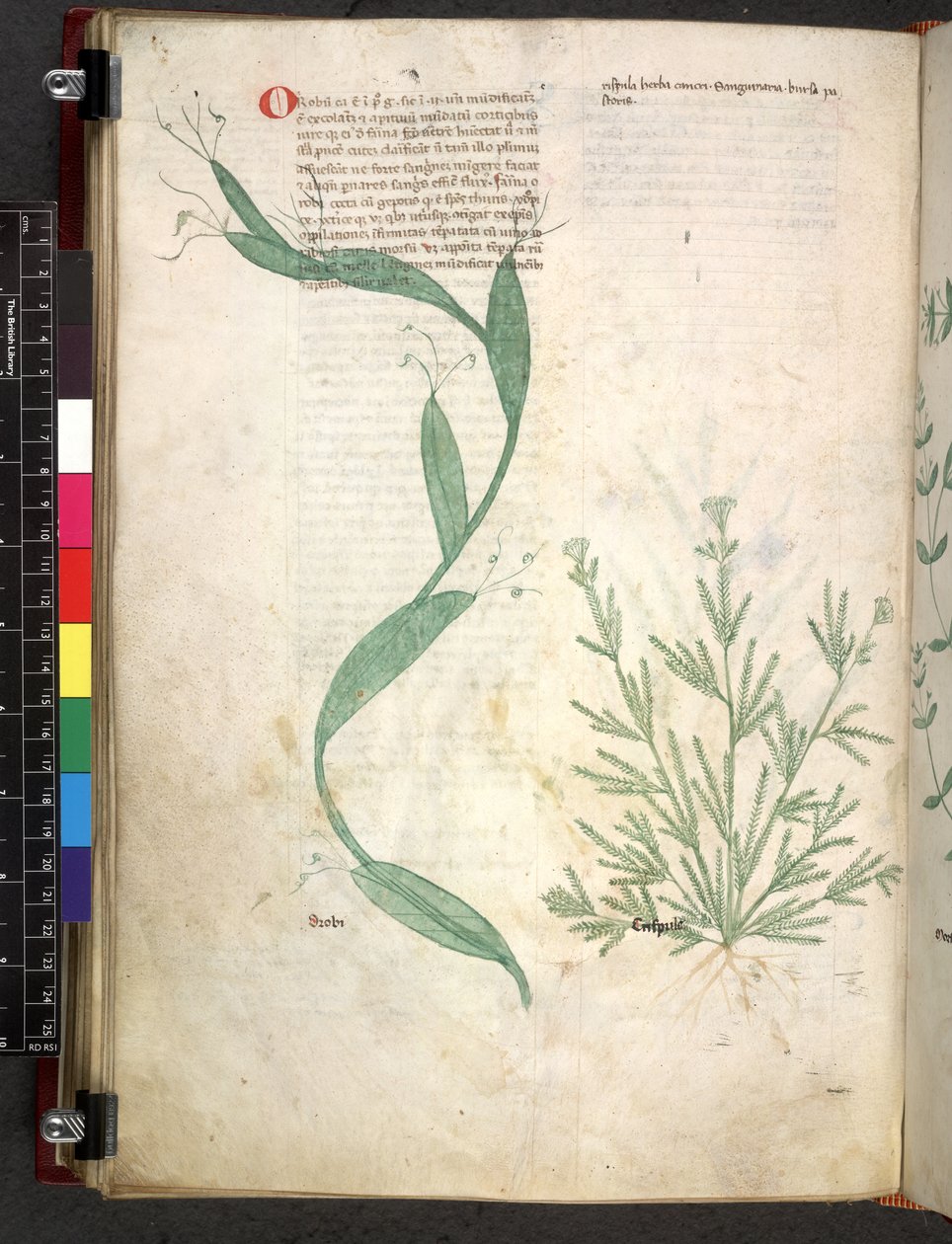 Egerton 747 Tractatus de otlar (Bitkisel) c.1280-1310 (parşömen üzerine mürekkep ve renk) by School Italian