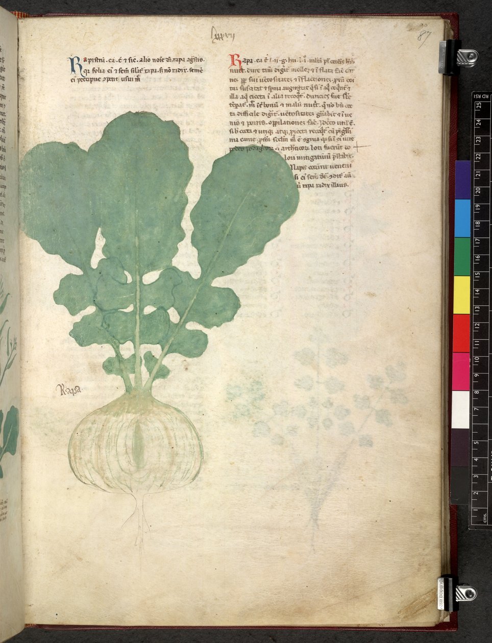 Egerton 747 Tractatus de otlar (Bitkisel) c.1280-1310 (parşömen üzerine mürekkep ve renk) by School Italian