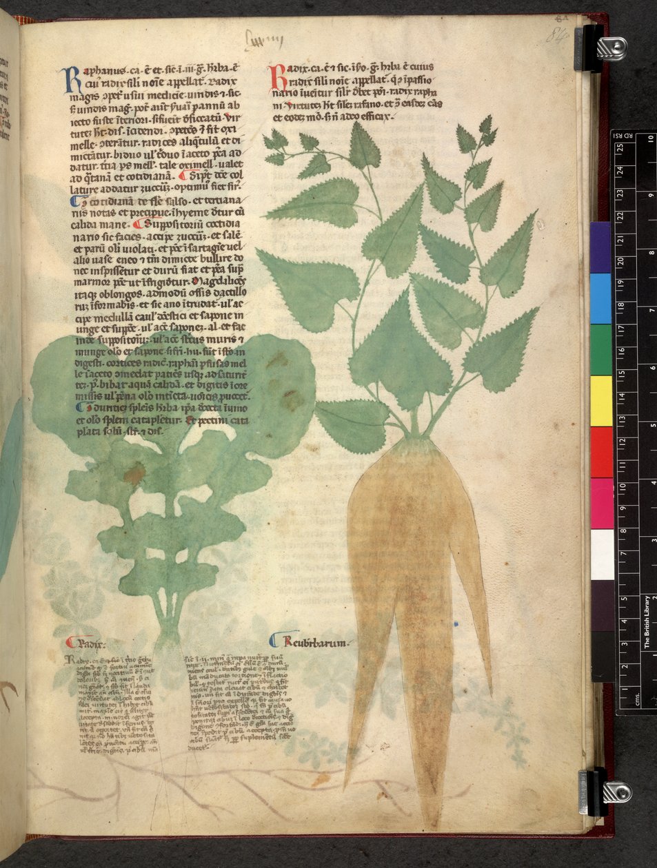 Egerton 747 Tractatus de otlar (Bitkisel) c.1280-1310 (parşömen üzerine mürekkep ve renk) by School Italian