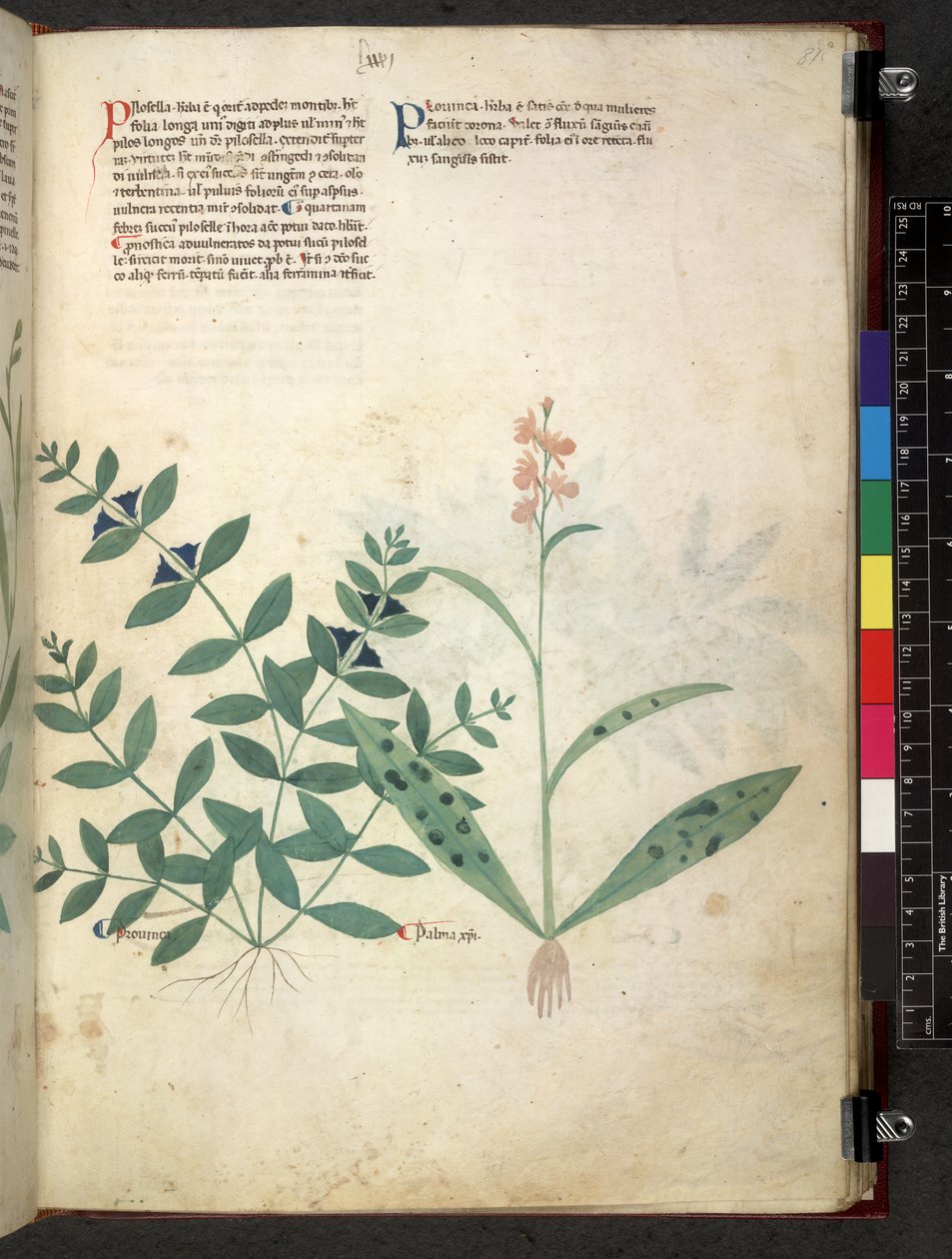 Egerton 747 Tractatus de otlar (Bitkisel) c.1280-1310 (parşömen üzerine mürekkep ve renk) by School Italian