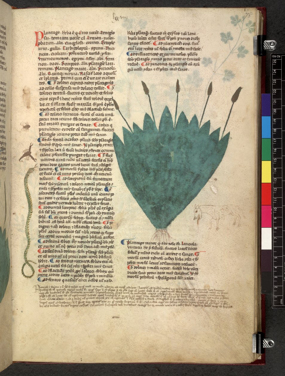 Egerton 747 Tractatus de otlar (Bitkisel) c.1280-1310 (parşömen üzerine mürekkep ve renk) by School Italian