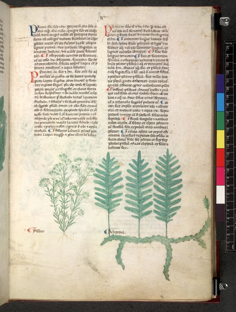 Egerton 747 Tractatus de otlar (Bitkisel) c.1280-1310 (parşömen üzerine mürekkep ve renk) by School Italian