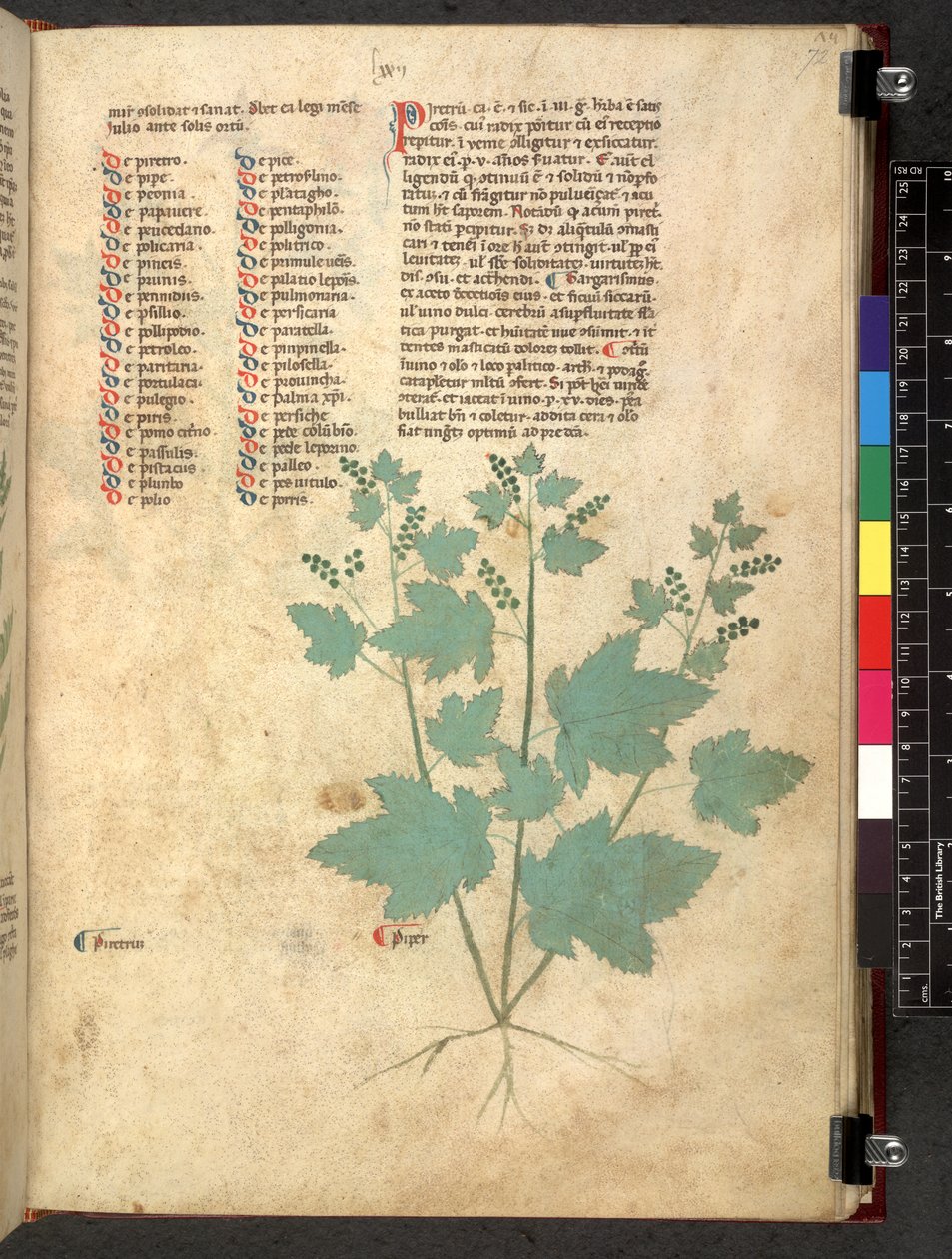 Egerton 747 Tractatus de otlar (Bitkisel) c.1280-1310 (parşömen üzerine mürekkep ve renk) by School Italian