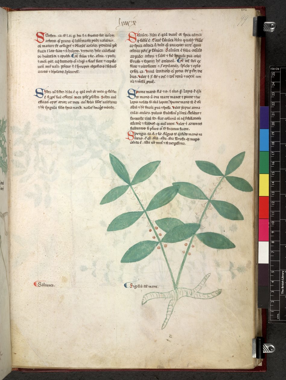 Egerton 747 Tractatus de otlar (Bitkisel) c.1280-1310 (parşömen üzerine mürekkep ve renk) by School Italian