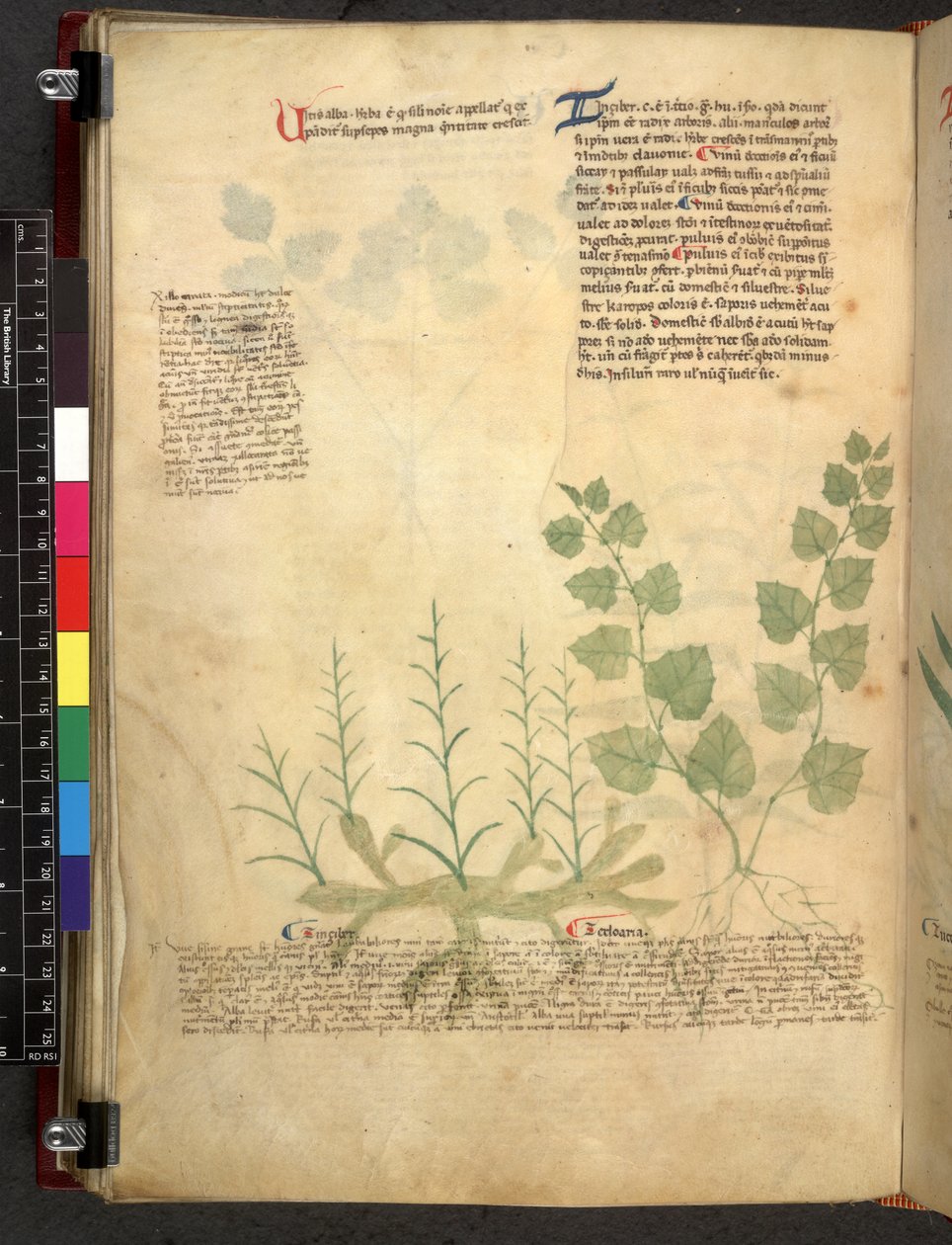Egerton 747 Tractatus de otlar (Bitkisel) c.1280-1310 (parşömen üzerine mürekkep ve renk) by School Italian