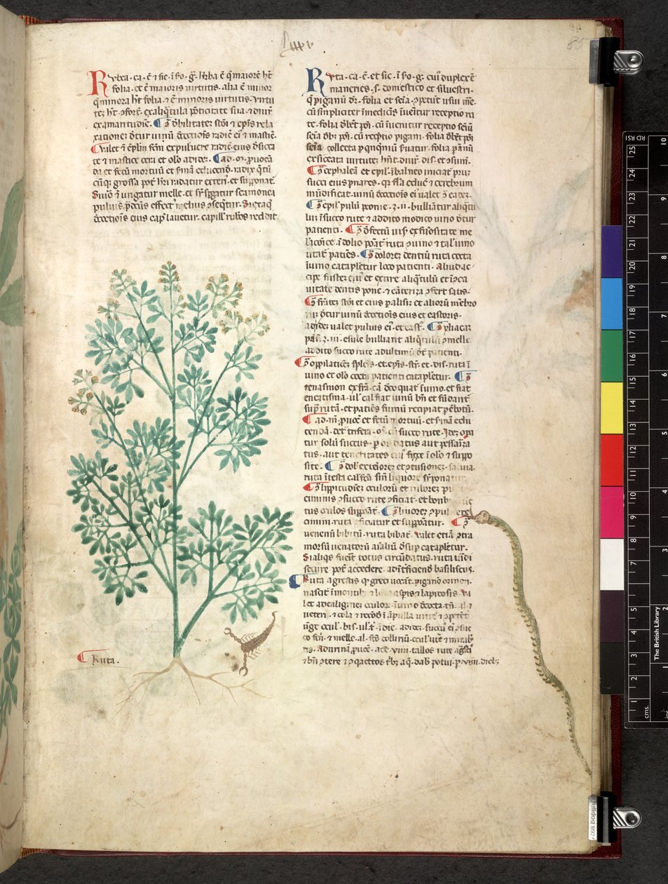 Egerton 747 Tractatus de otlar (Bitkisel) c.1280-1310 (parşömen üzerine mürekkep ve renk) by School Italian