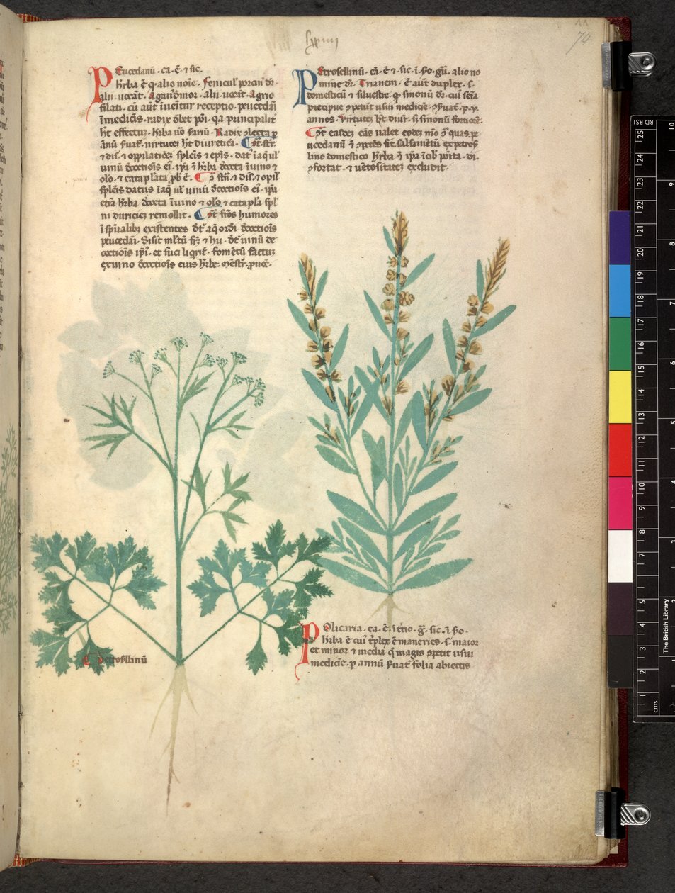 Egerton 747 Tractatus de otlar (Bitkisel) c.1280-1310 (parşömen üzerine mürekkep ve renk) by School Italian