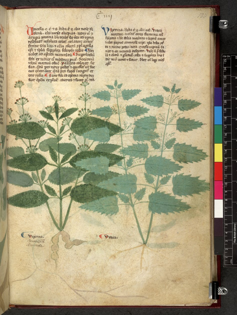 Egerton 747 Tractatus de otlar (Bitkisel) c.1280-1310 (parşömen üzerine mürekkep ve renk) by School Italian