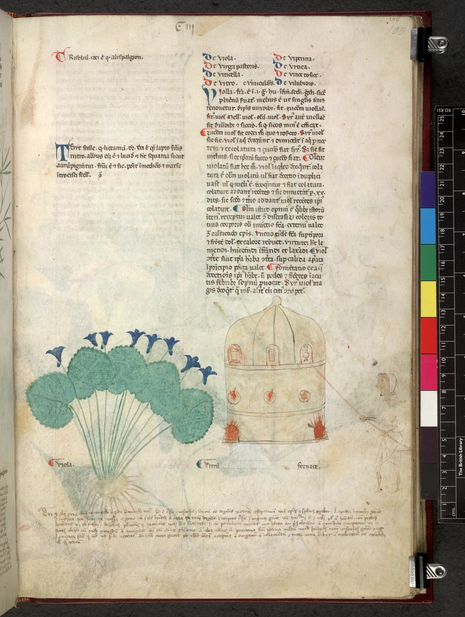 Egerton 747 Tractatus de otlar (Bitkisel) c.1280-1310 (parşömen üzerine mürekkep ve renk) by School Italian
