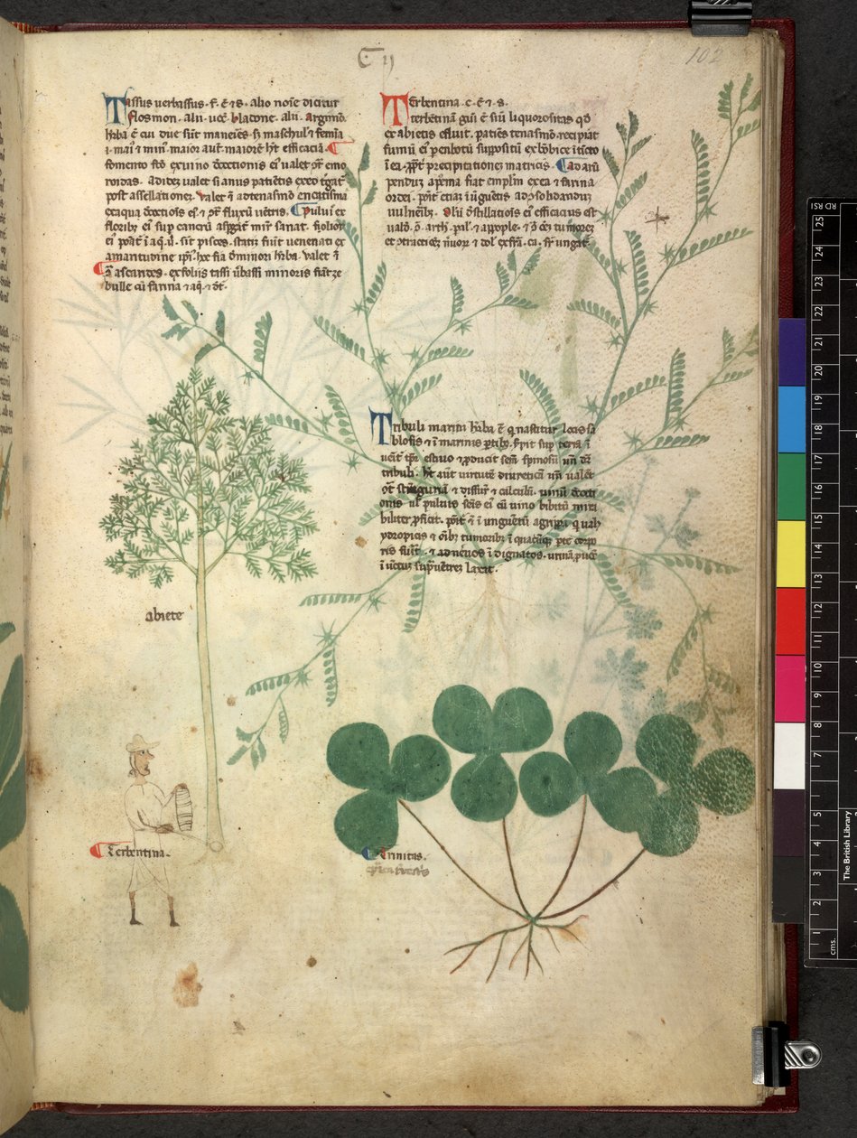 Egerton 747 Tractatus de otlar (Bitkisel) c.1280-1310 (parşömen üzerine mürekkep ve renk) by School Italian