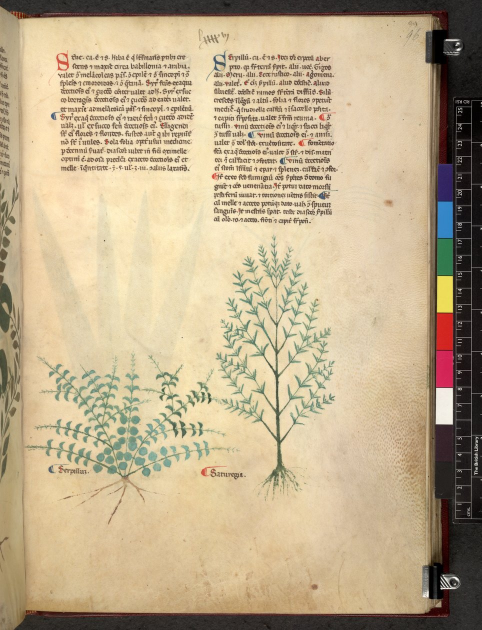 Egerton 747 Tractatus de otlar (Bitkisel) c.1280-1310 (parşömen üzerine mürekkep ve renk) by School Italian