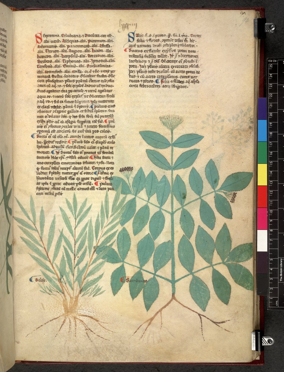Egerton 747 Tractatus de otlar (Bitkisel) c.1280-1310 (parşömen üzerine mürekkep ve renk) by School Italian