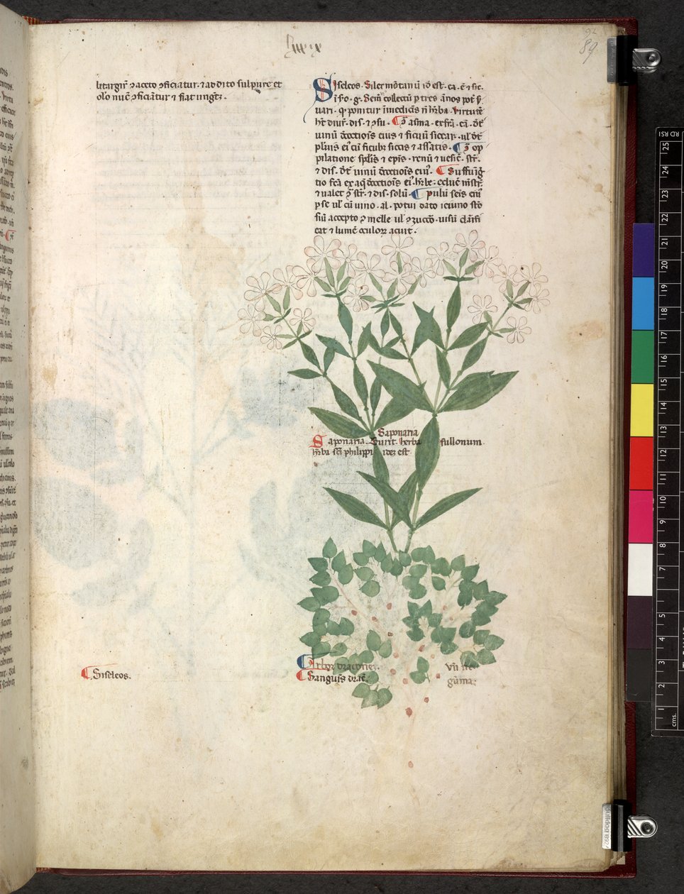 Egerton 747 Tractatus de otlar (Bitkisel) c.1280-1310 (parşömen üzerine mürekkep ve renk) by School Italian