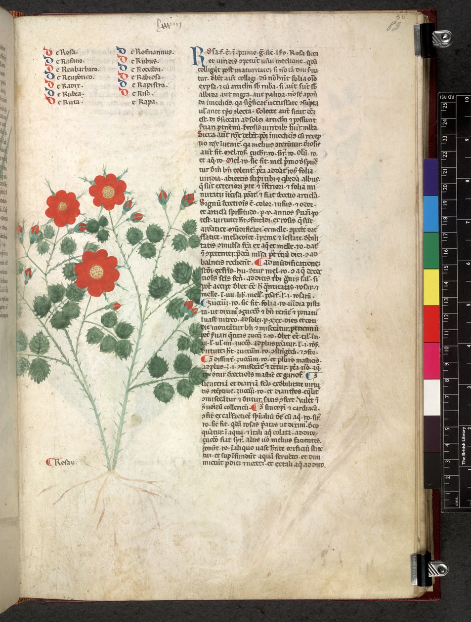 Egerton 747 Tractatus de otlar (Bitkisel) c.1280-1310 (parşömen üzerine mürekkep ve renk) by School Italian