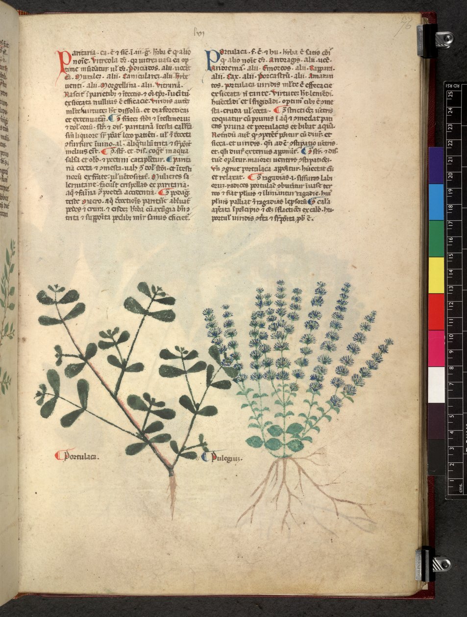 Egerton 747 Tractatus de otlar (Bitkisel) c.1280-1310 (parşömen üzerine mürekkep ve renk) by School Italian