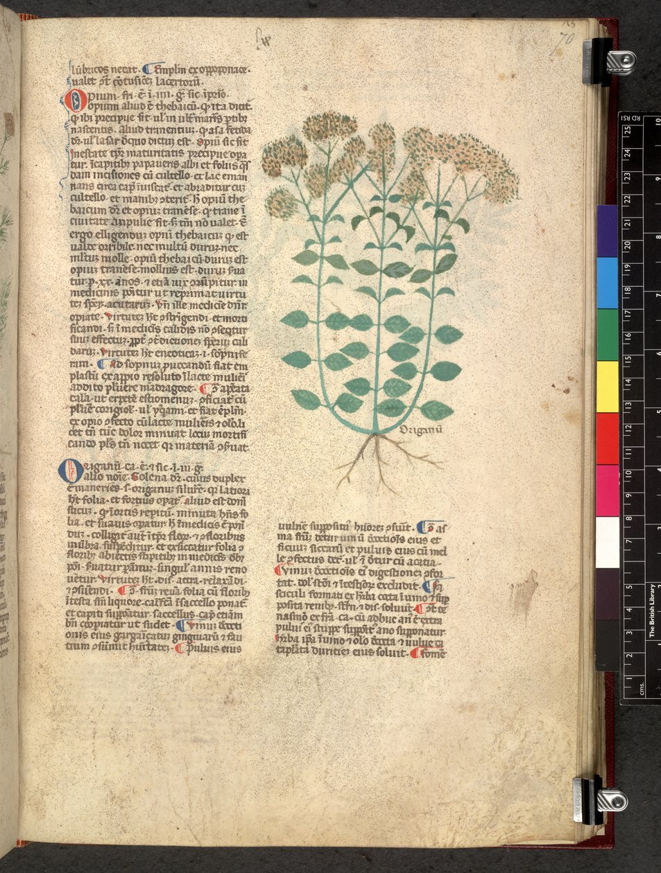 Egerton 747 Tractatus de otlar (Bitkisel) c.1280-1310 (parşömen üzerine mürekkep ve renk) by School Italian