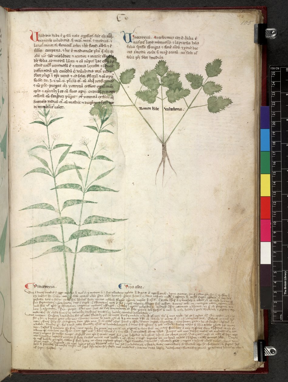Egerton 747 Tractatus de otlar (Bitkisel) c.1280-1310 (parşömen üzerine mürekkep ve renk) by School Italian
