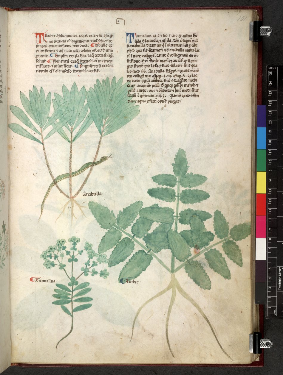 Egerton 747 Tractatus de otlar (Bitkisel) c.1280-1310 (parşömen üzerine mürekkep ve renk) by School Italian
