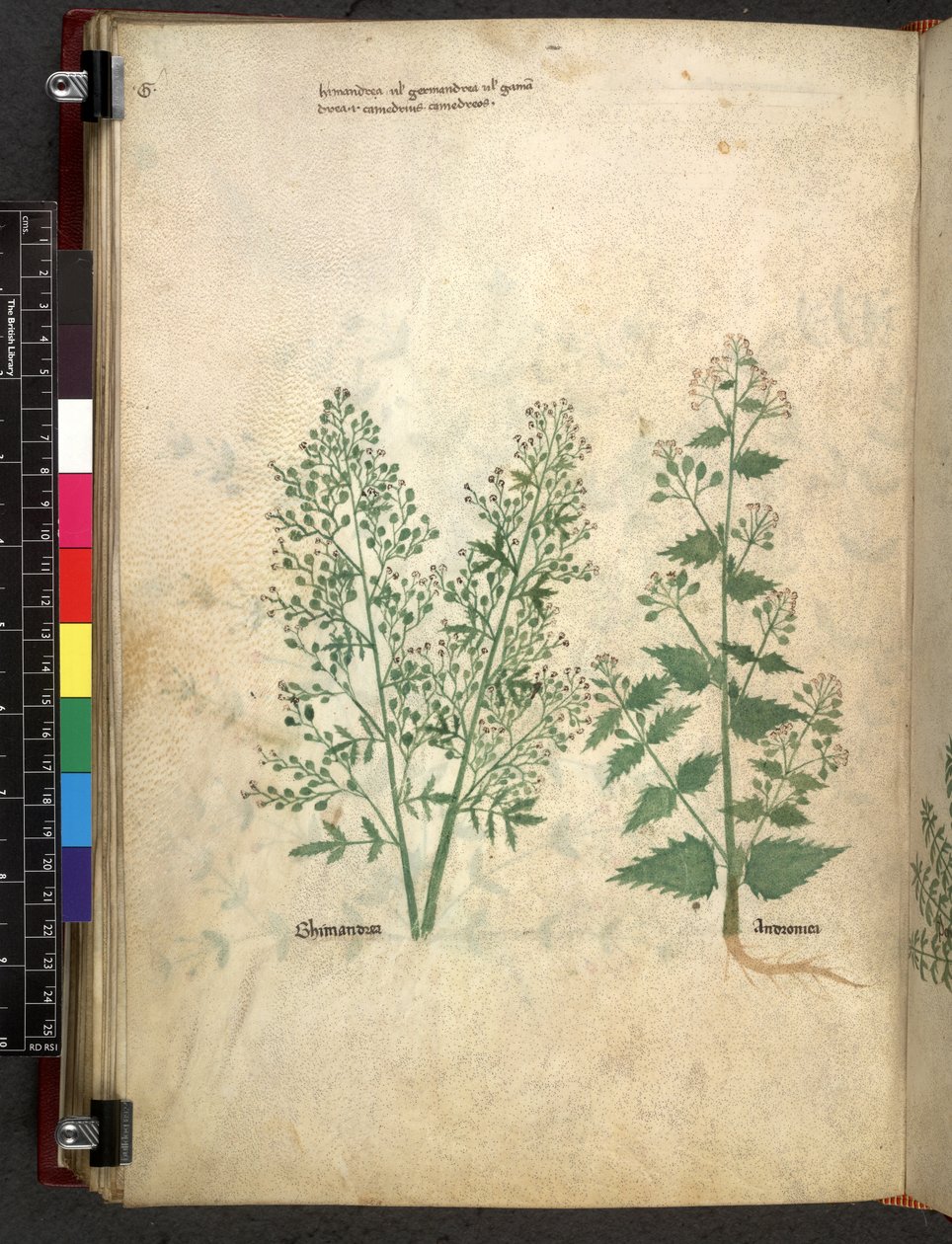 Egerton 747 Tractatus de otlar (Bitkisel) c.1280-1310 (parşömen üzerine mürekkep ve renk) by School Italian