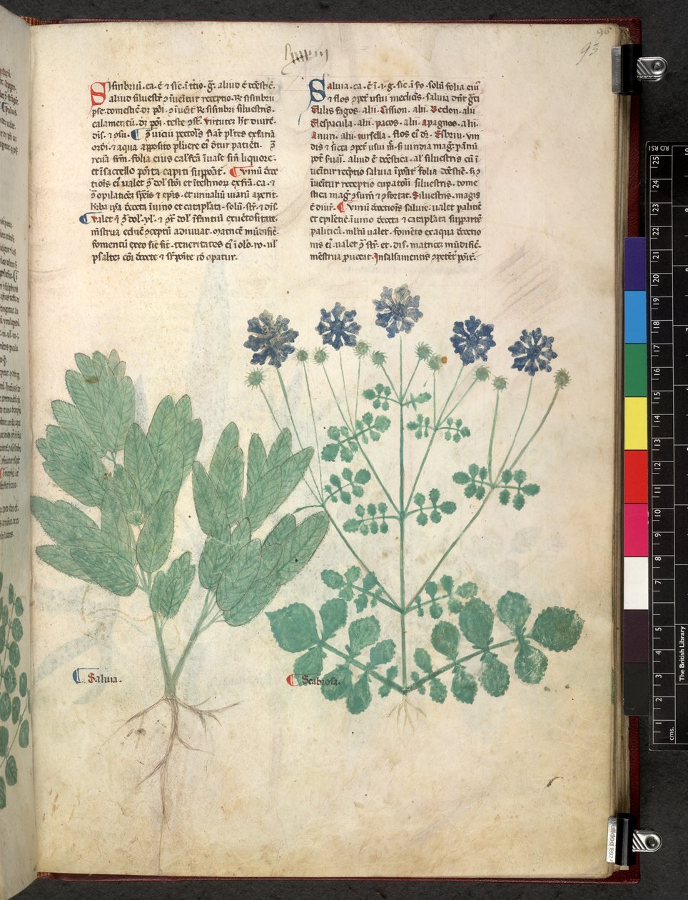 Egerton 747 Tractatus de otlar (Bitkisel) c.1280-1310 (parşömen üzerine mürekkep ve renk) by School Italian