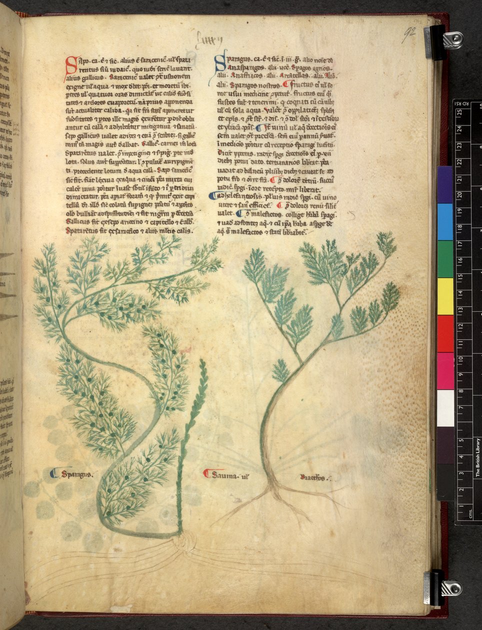 Egerton 747 Tractatus de otlar (Bitkisel) c.1280-1310 (parşömen üzerine mürekkep ve renk) by School Italian