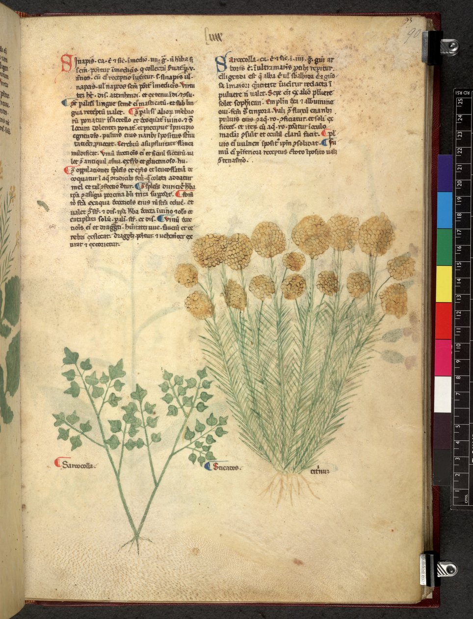 Egerton 747 Tractatus de otlar (Bitkisel) c.1280-1310 (parşömen üzerine mürekkep ve renk) by School Italian