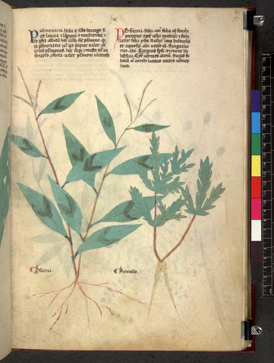 Egerton 747 Tractatus de otlar (Bitkisel) c.1280-1310 (parşömen üzerine mürekkep ve renk) by School Italian