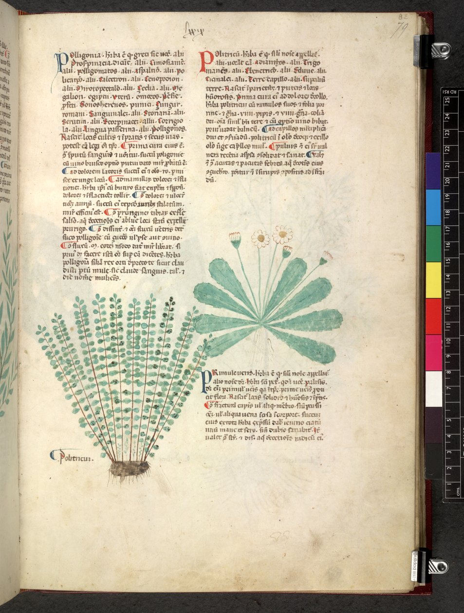 Egerton 747 Tractatus de otlar (Bitkisel) c.1280-1310 (parşömen üzerine mürekkep ve renk) by School Italian