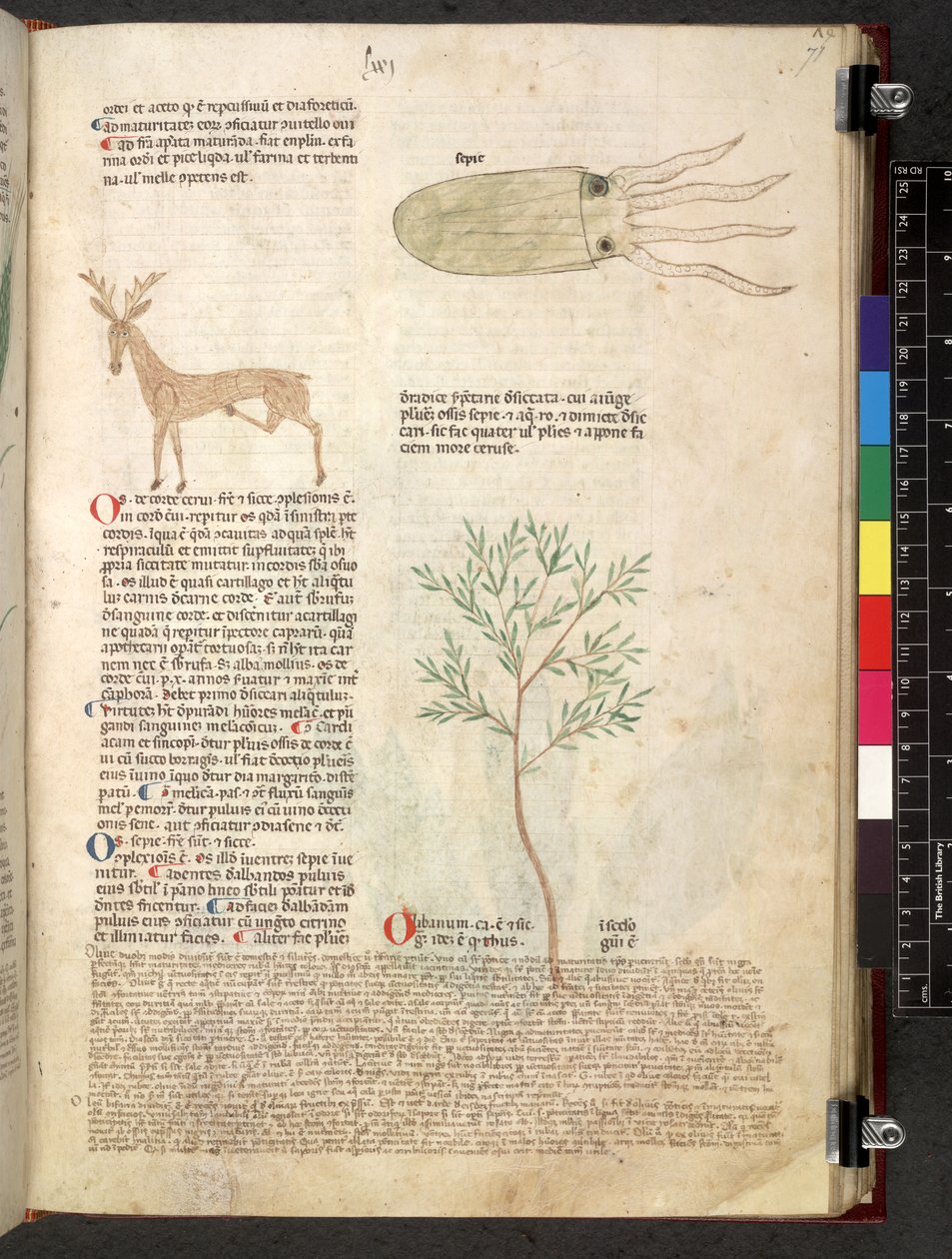 Egerton 747 Tractatus de otlar (Bitkisel) c.1280-1310 (parşömen üzerine mürekkep ve renk) by School Italian
