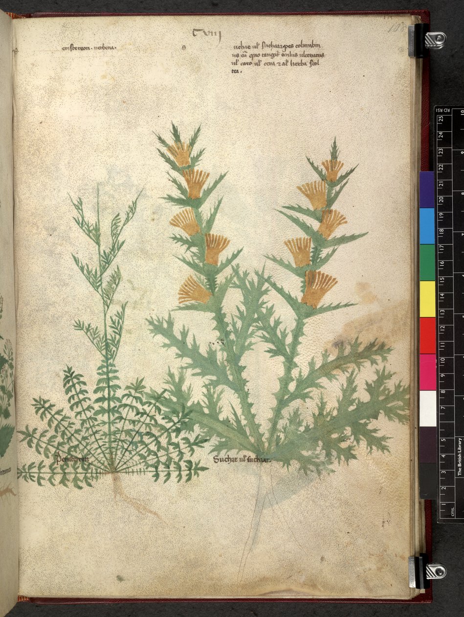 Egerton 747 Tractatus de otlar (Bitkisel) c.1280-1310 (parşömen üzerine mürekkep ve renk) by School Italian