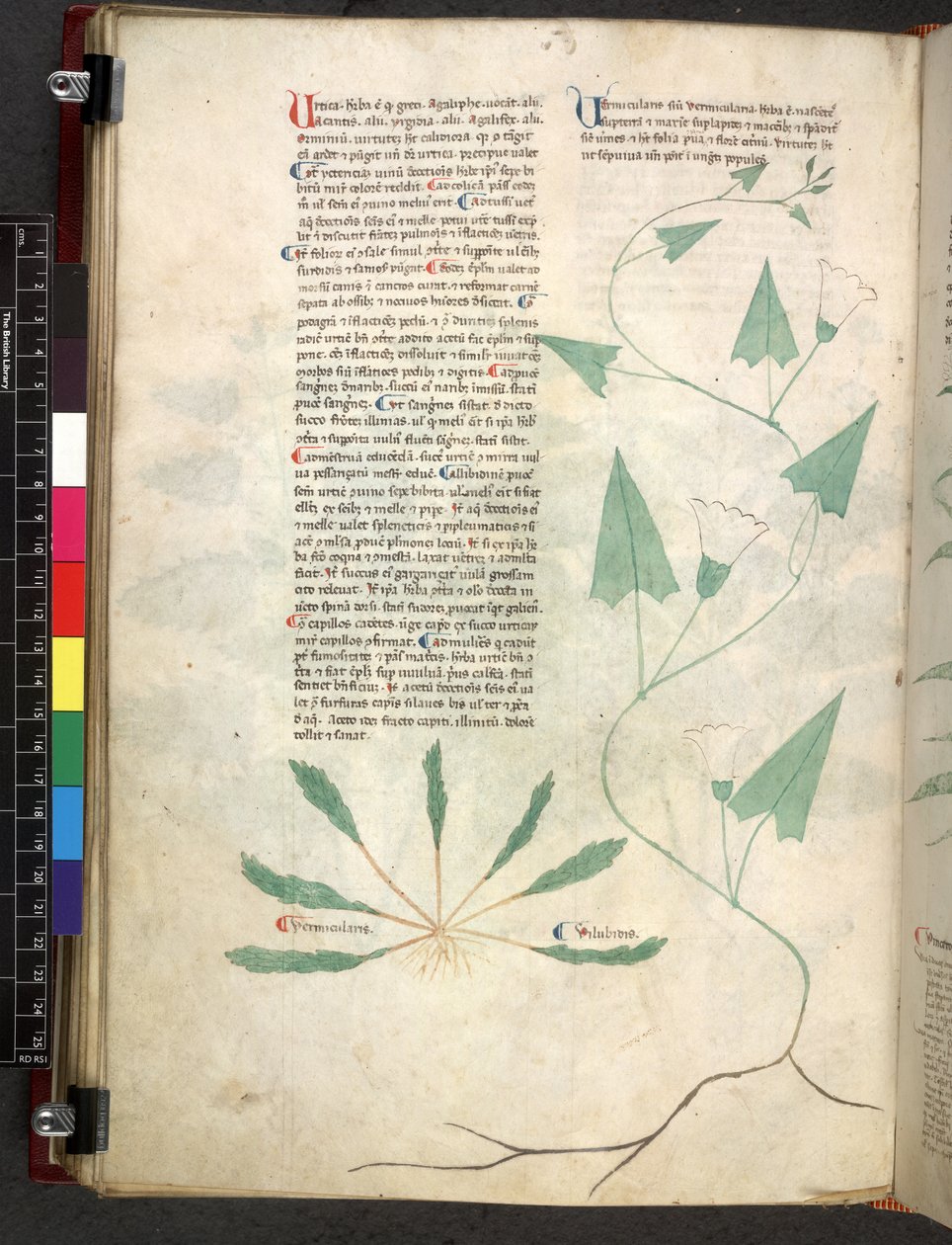 Egerton 747 Tractatus de otlar (Bitkisel) c.1280-1310 (parşömen üzerine mürekkep ve renk) by School Italian