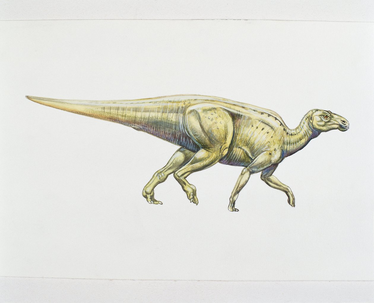 Hadrosaurid veya ördek gagalı dinozor (renkli taş) by School Italian