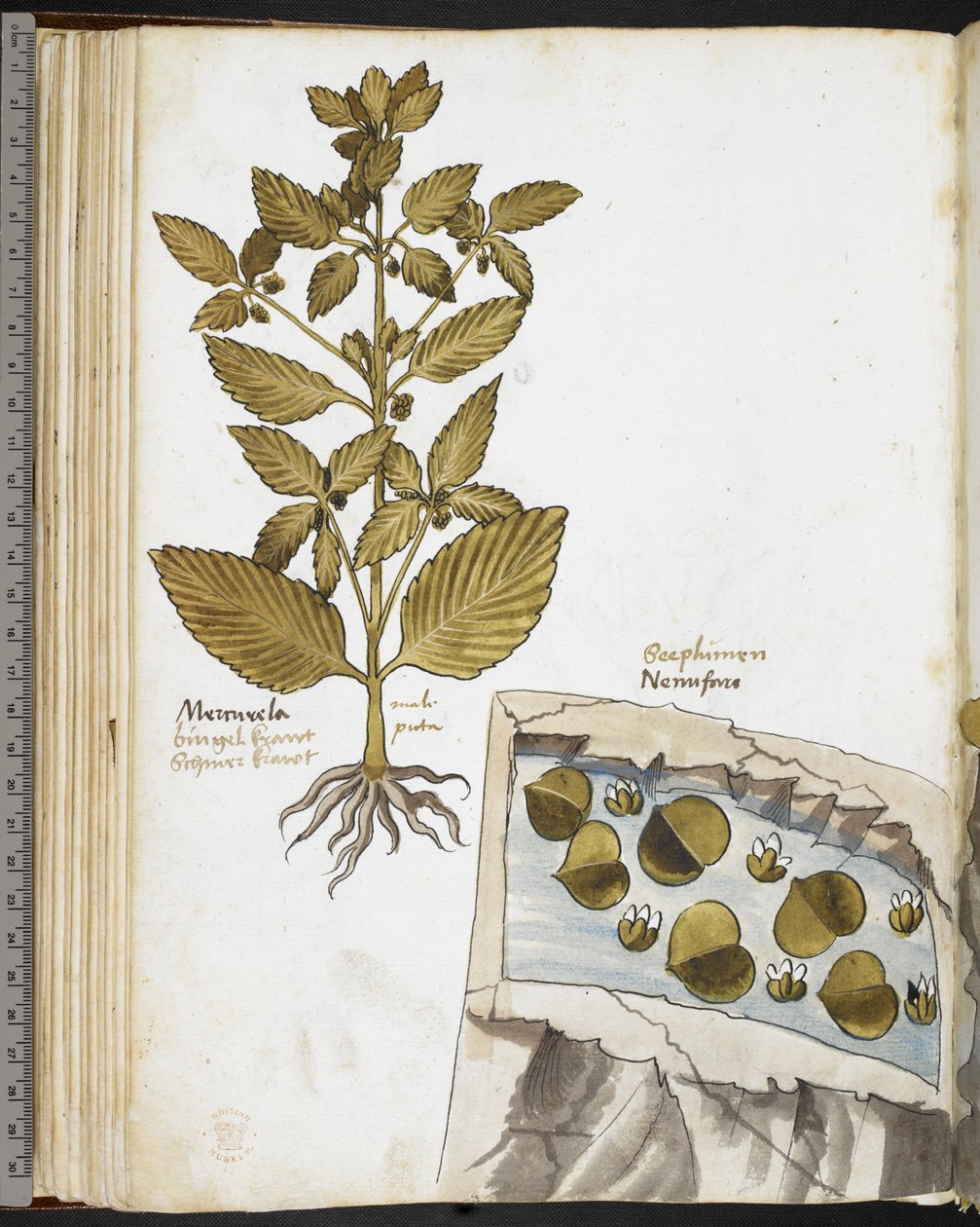 Harley MS 3736 f.58v Mandrake, Giovanni Cadamosto