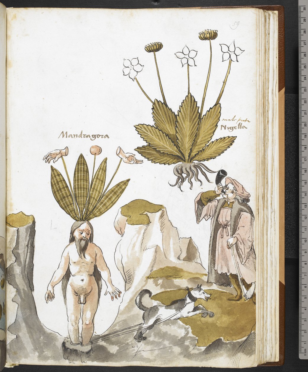 Harley MS 3736 f.59r Giovanni Cadamosto