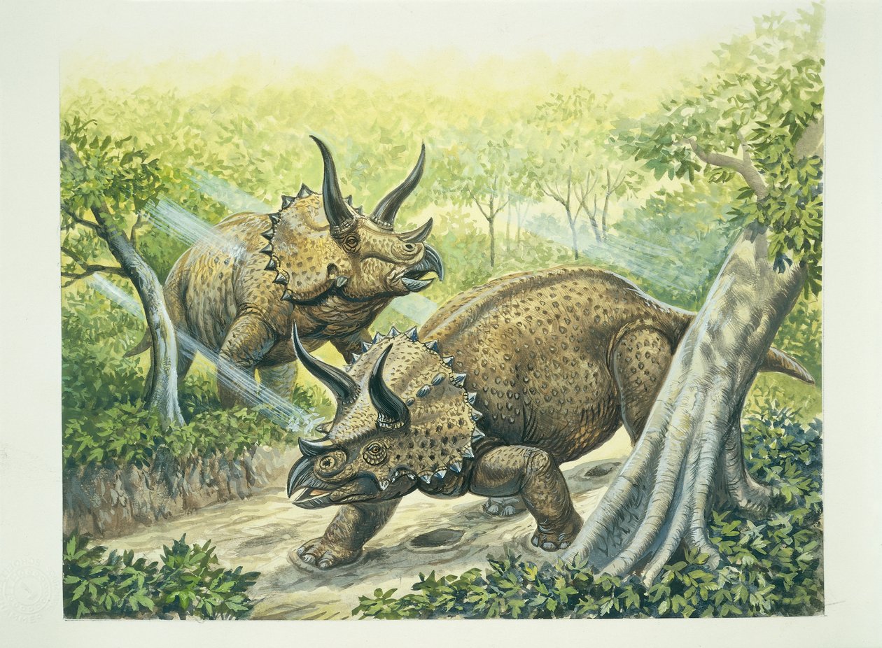 Triceratops horridus, Kretase dönemi (renkli taş) by School Italian