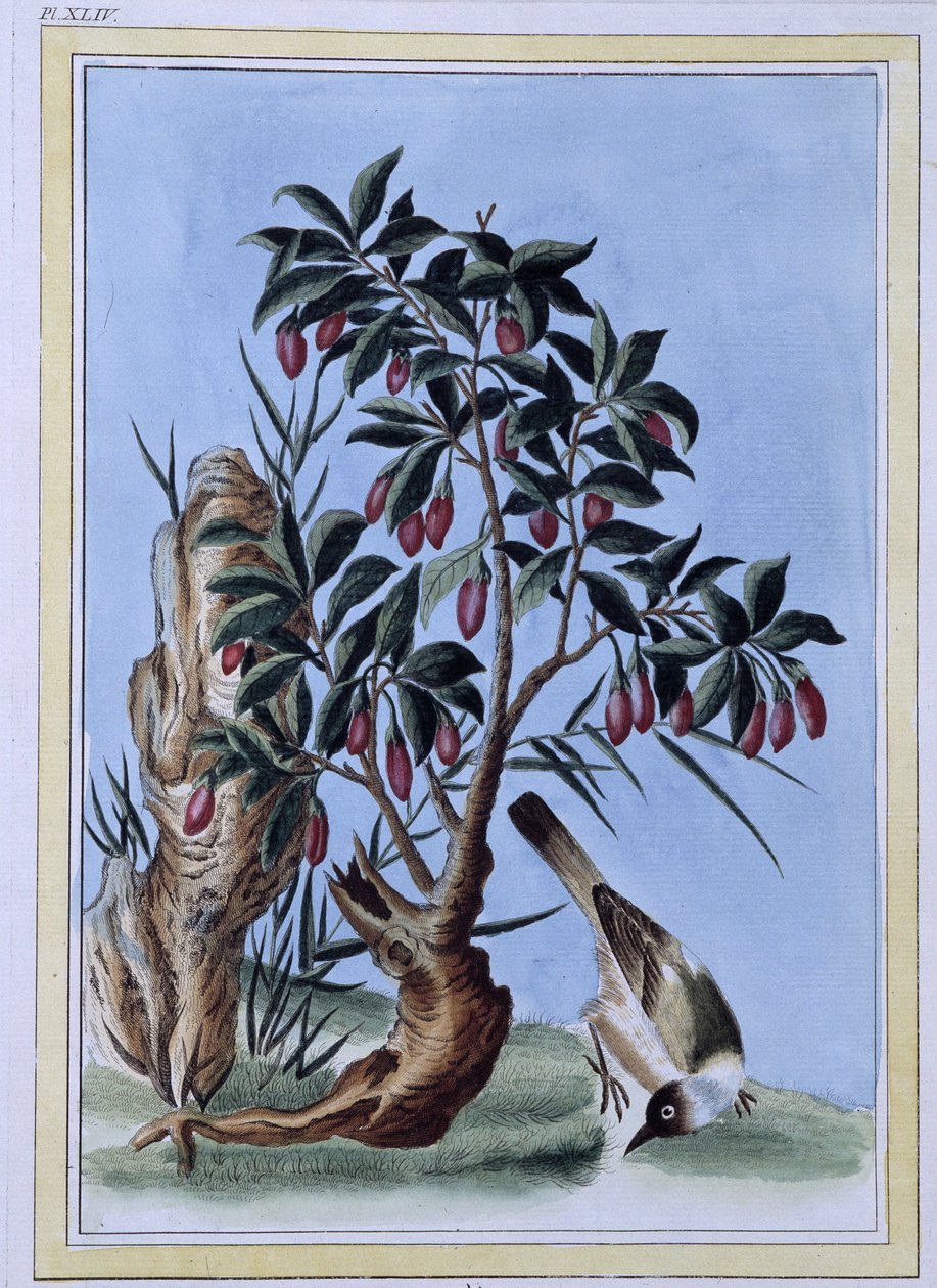 Kuş - Japonca baskı by Japanese School
