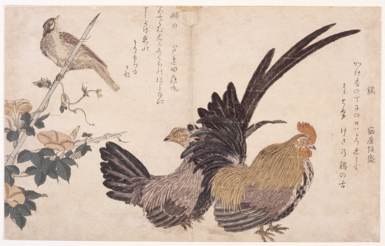 horoz, tavuk ve kuş by School Japanese