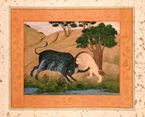 Büyük Clive Albümünden bir manda ile savaşan aslan, by School Mughal