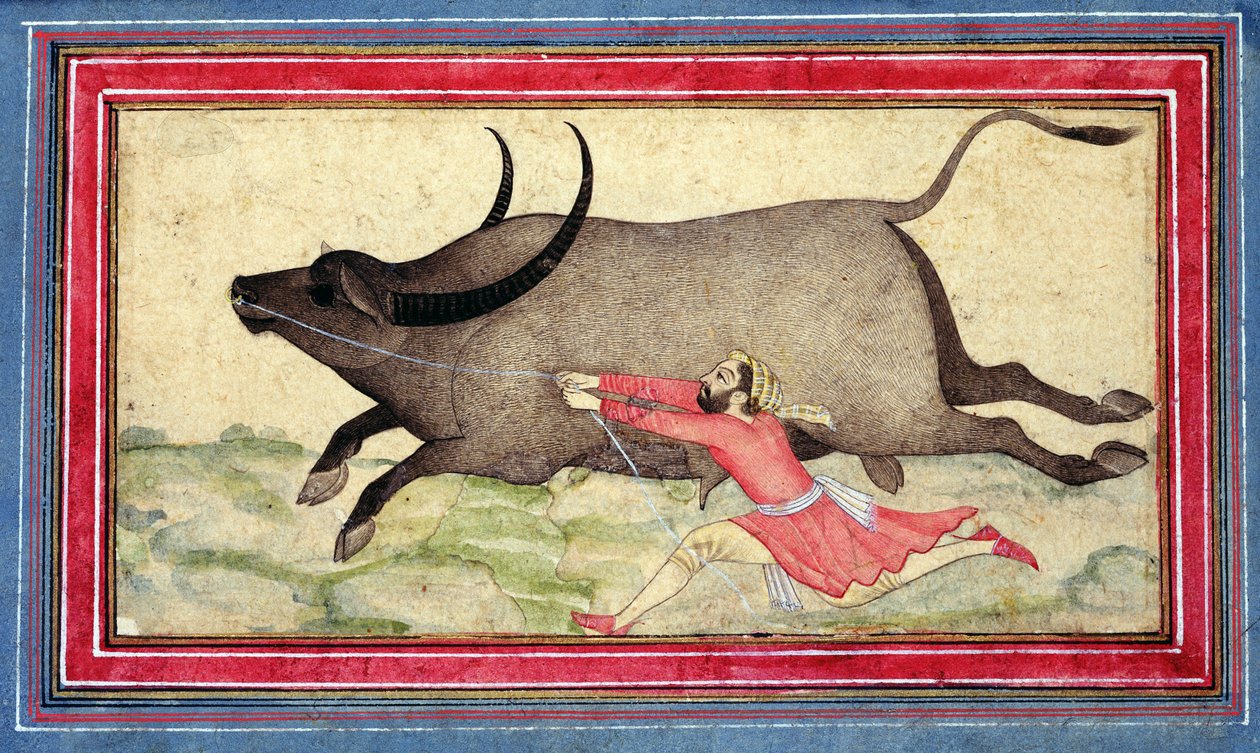 Runaway Buffalo, Johnson Album XIV, no.11, verso, c.1700 (albüm yaprağı üzerinde renkli çizim) by School Mughal