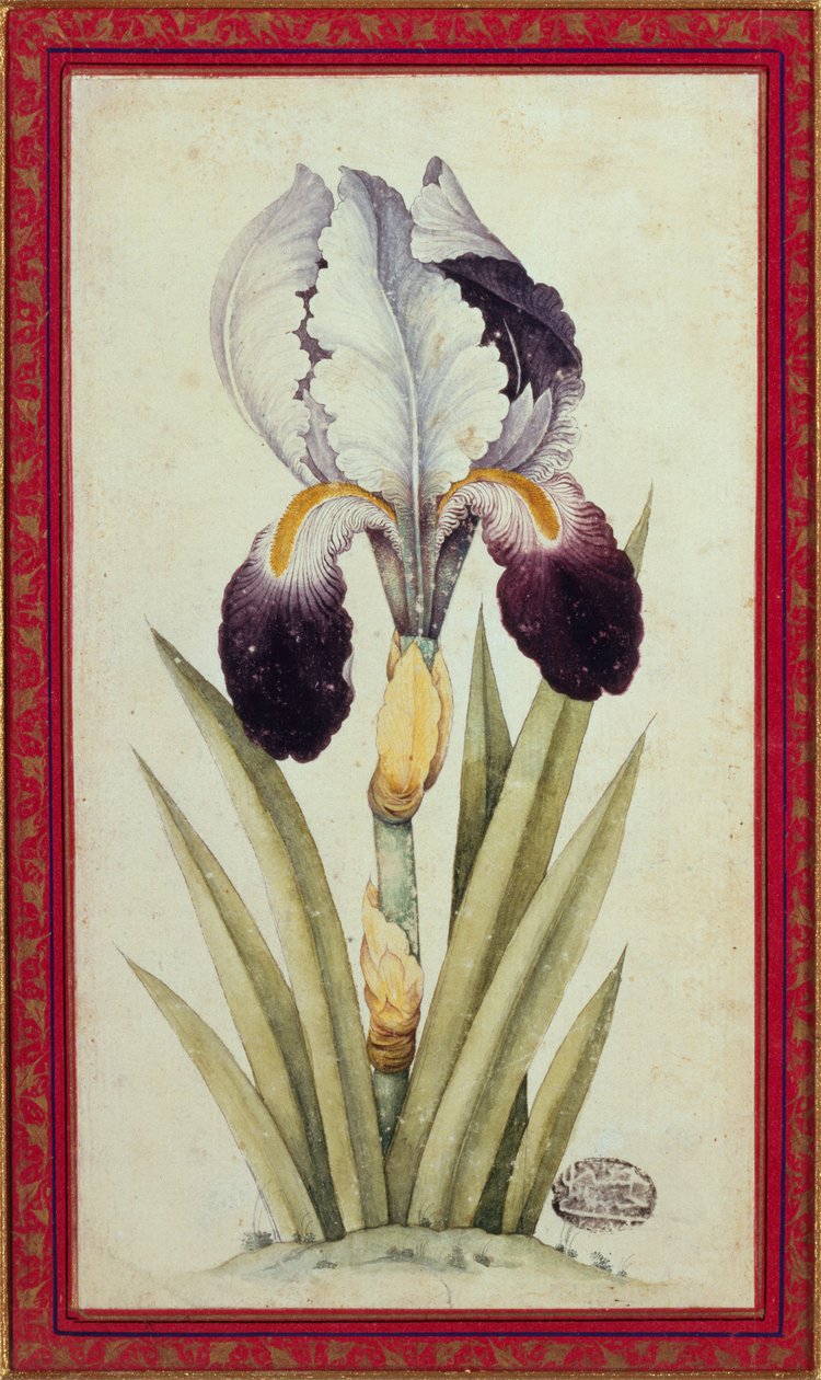 Bayrak İris Çalışması (kağıt üzerine sulu boya) by School Qajar