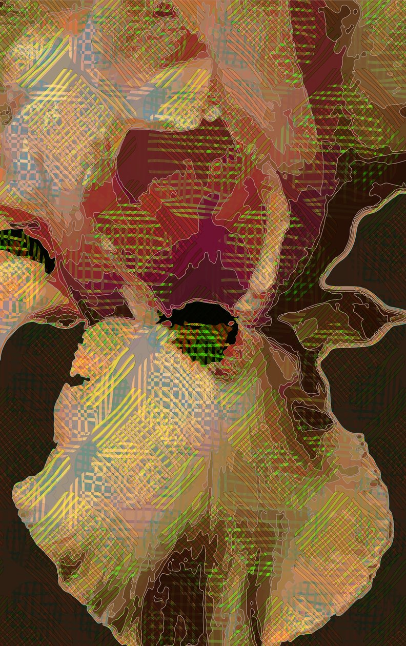 sakallı iris by Scott J. Davis