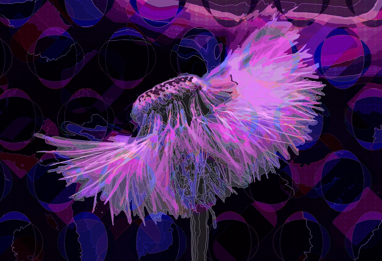 Karahindiba,2 2019 by Scott J. Davis