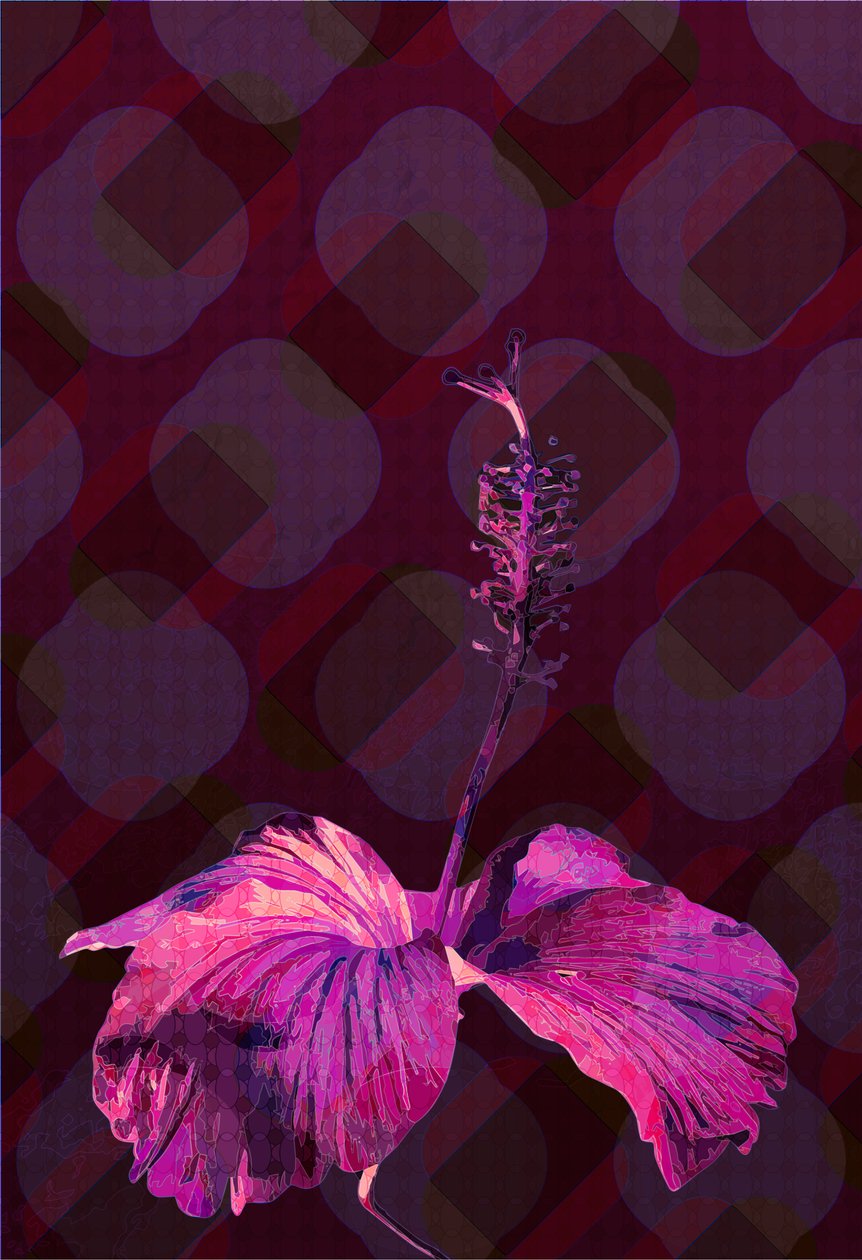 Ebegümeci3, 2019 by Scott J. Davis