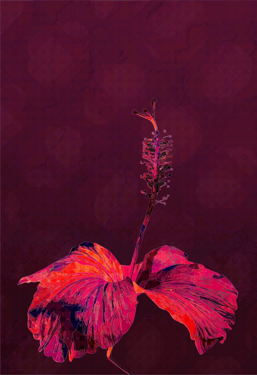 Ebegümeci, 2019 by Scott J. Davis
