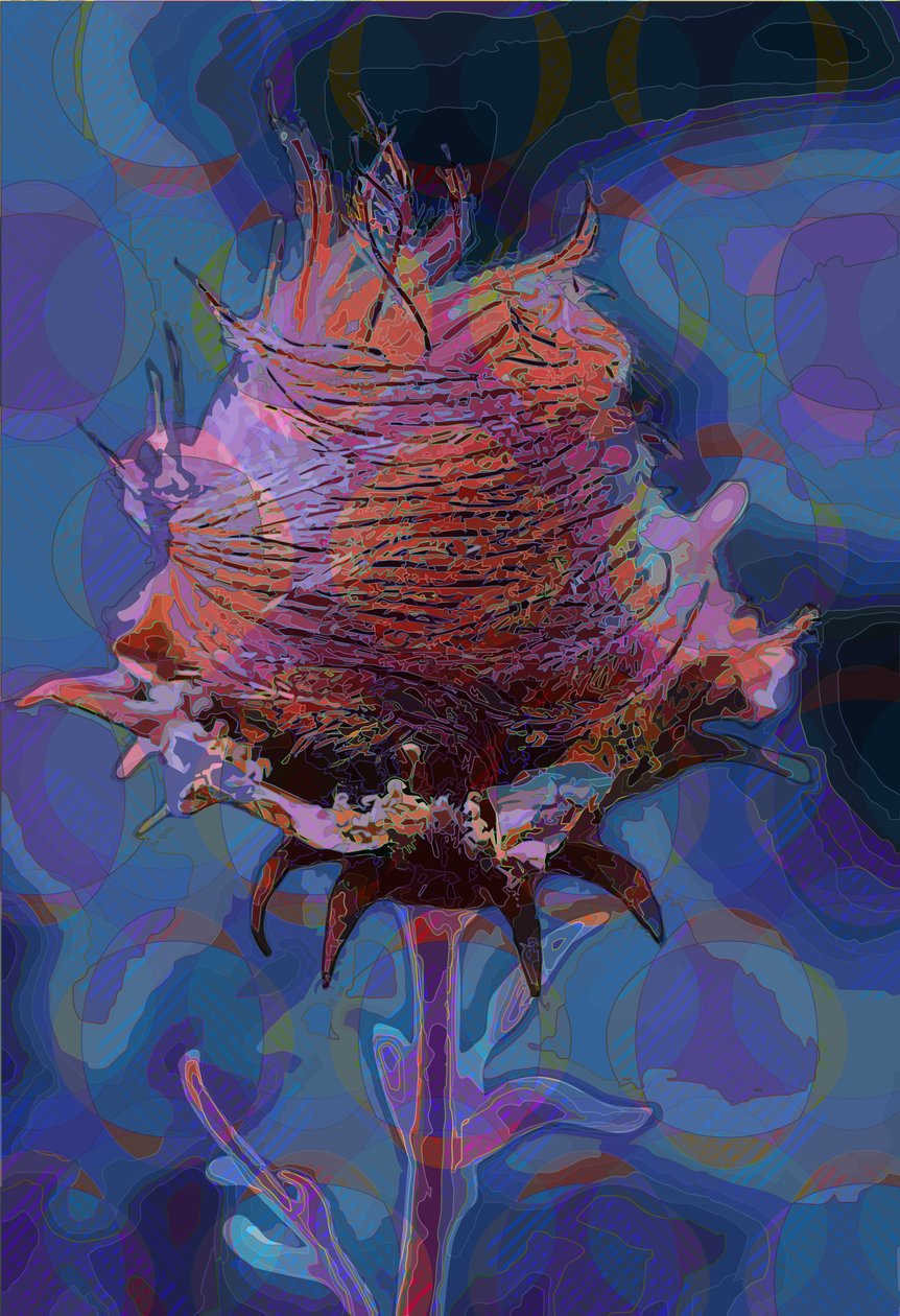 Ahşap Avens, 2019 by Scott J. Davis