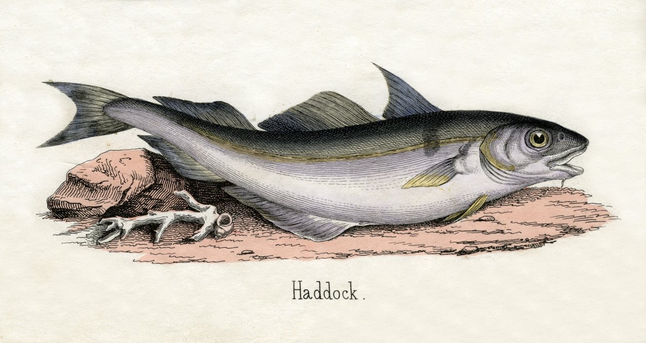 Bir Haddock Antik Baskı by Scottish School