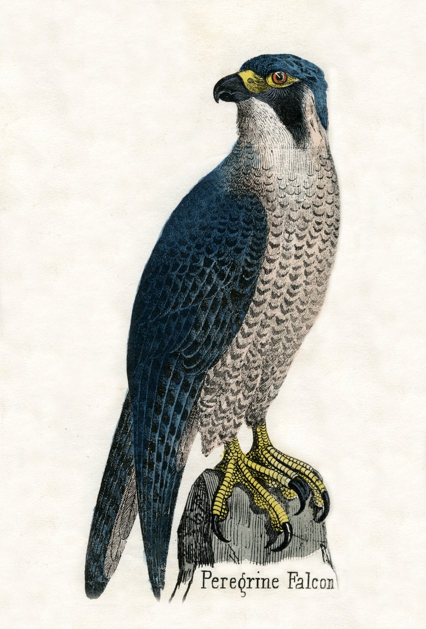 Bir Peregrine Falcon Antik Baskı by Scottish School