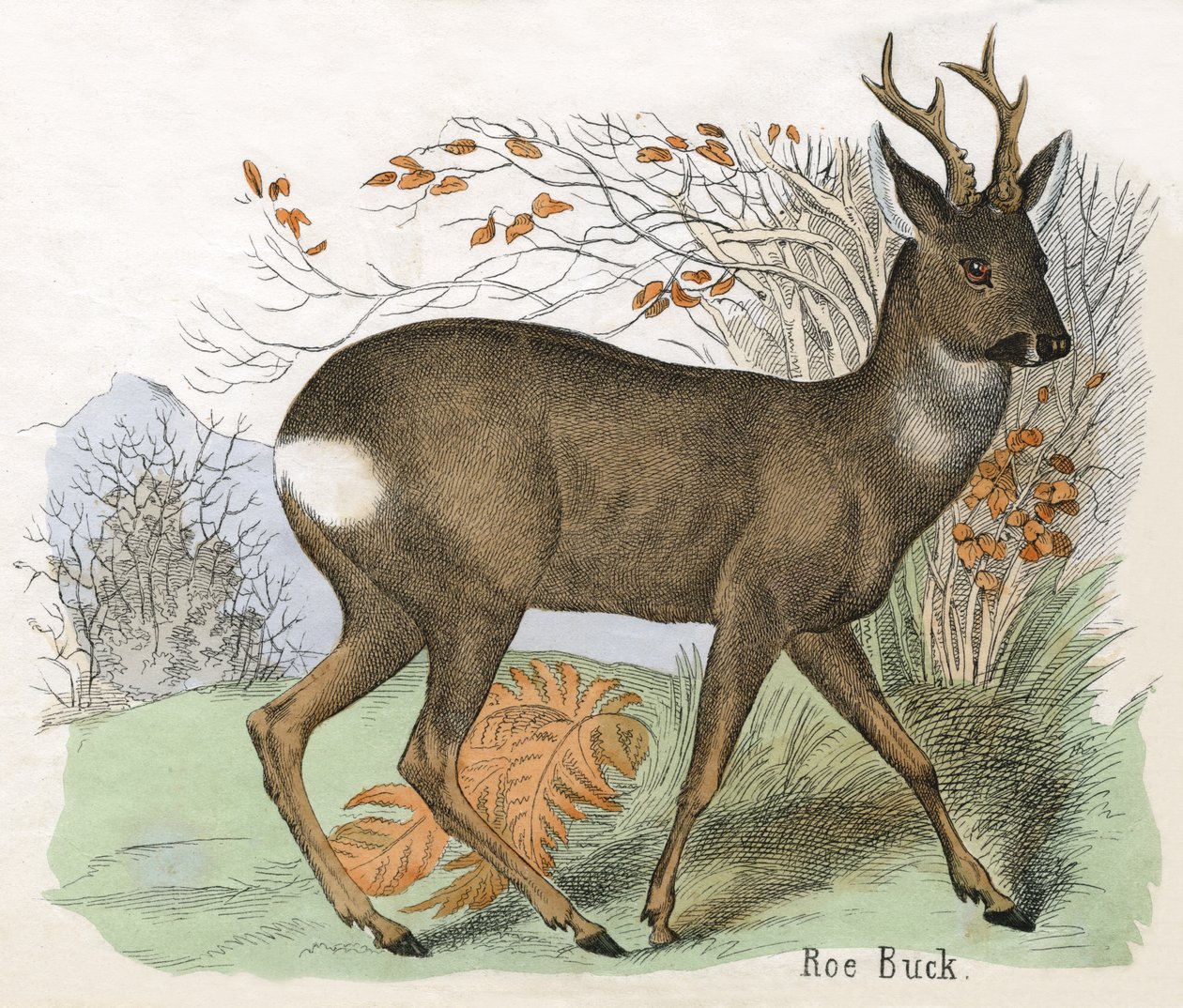 Bir Karaca Buck Antik Baskı by Scottish School