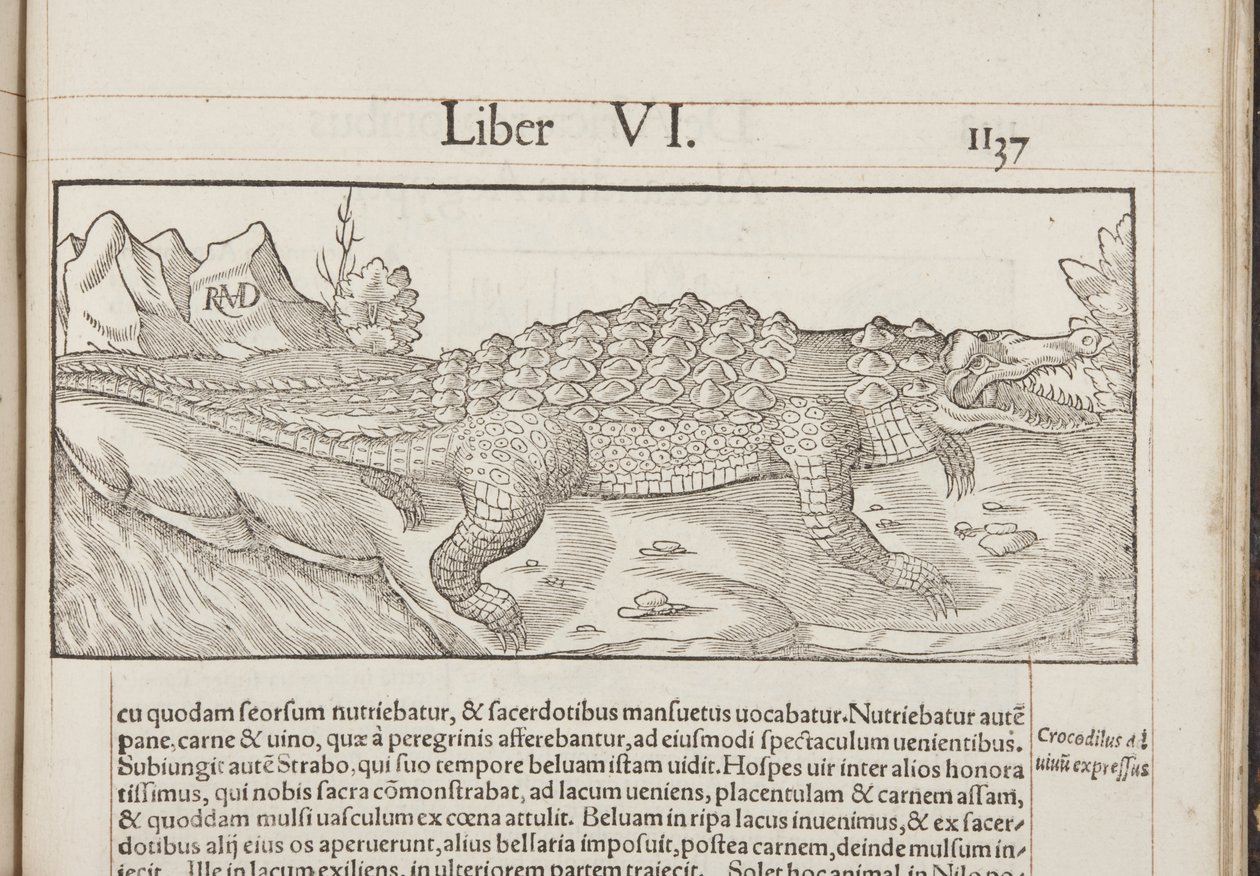 Kozmografi, Fol 1137, 1544 by Sebastian Munster