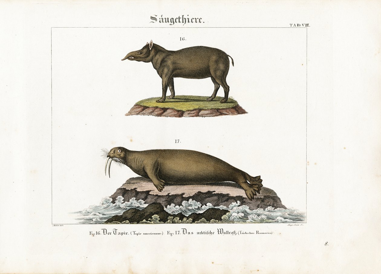 Tapir ve Arktik Morsu by Senior Meyer